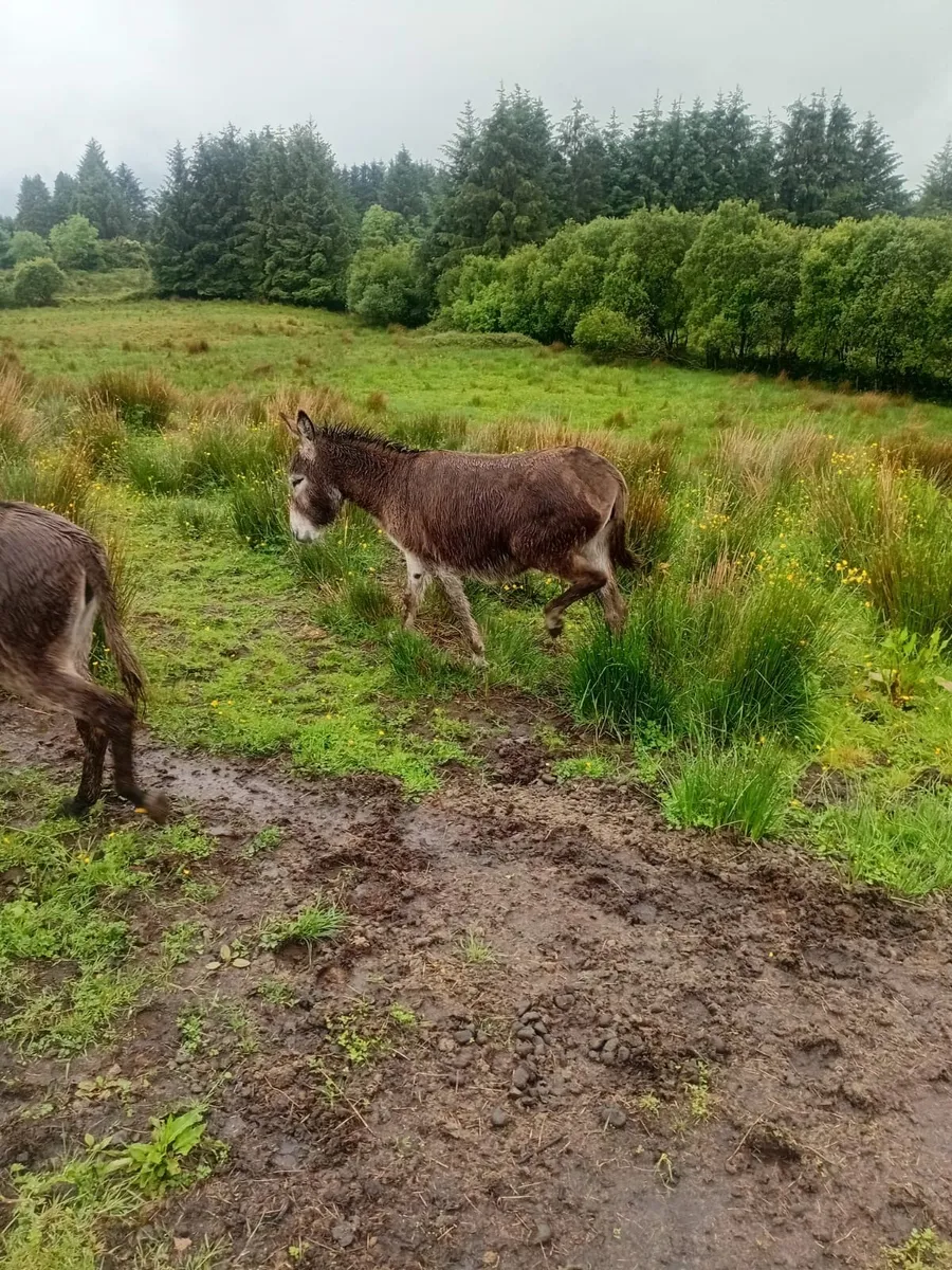 Donkeys - Image 4