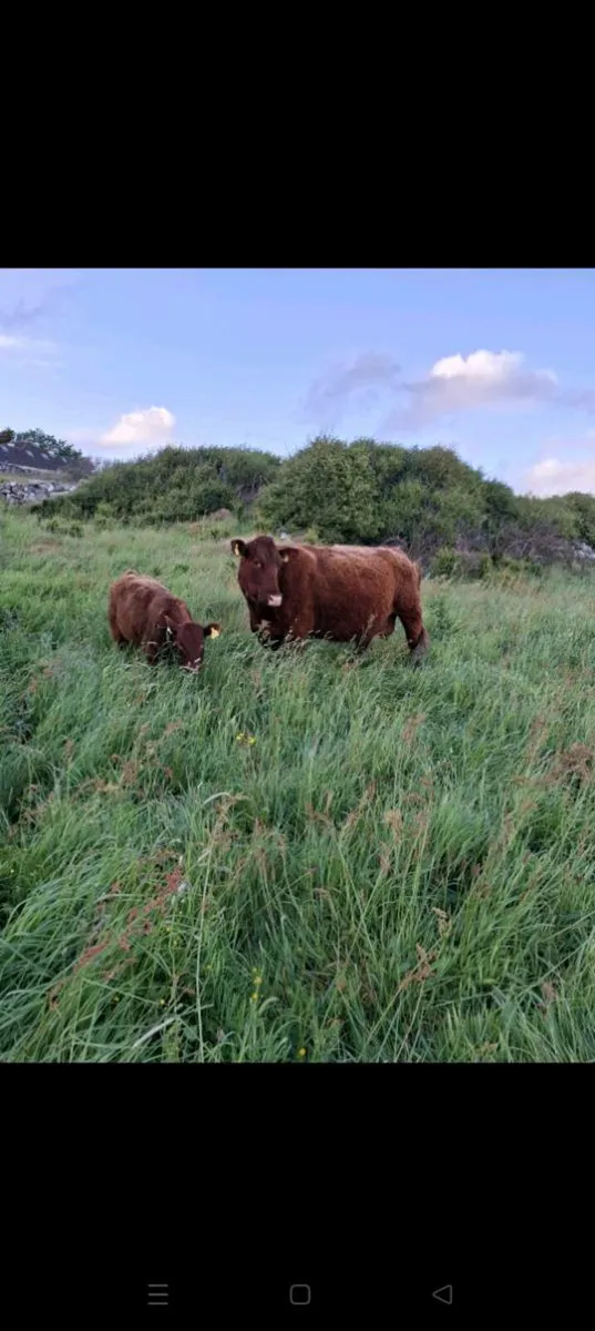 Saler Cow with heifer Calf - Image 1