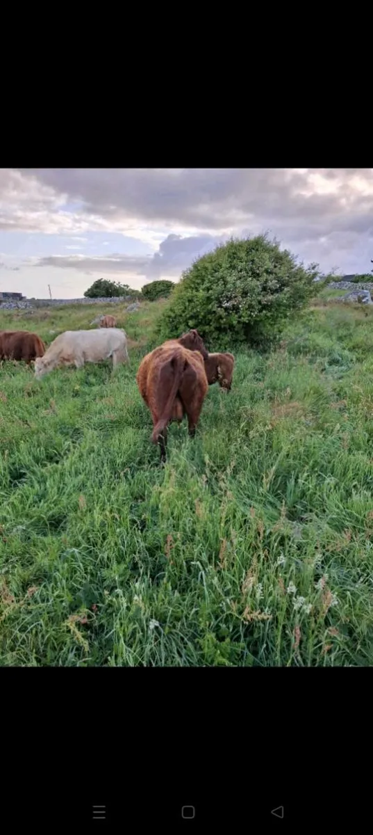 Saler Cow with heifer Calf - Image 2