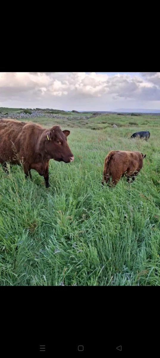 Saler Cow with heifer Calf - Image 3