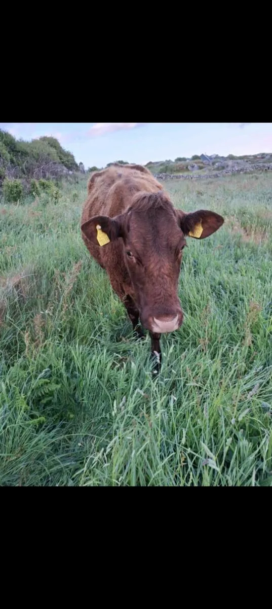 Saler Cow with heifer Calf - Image 4