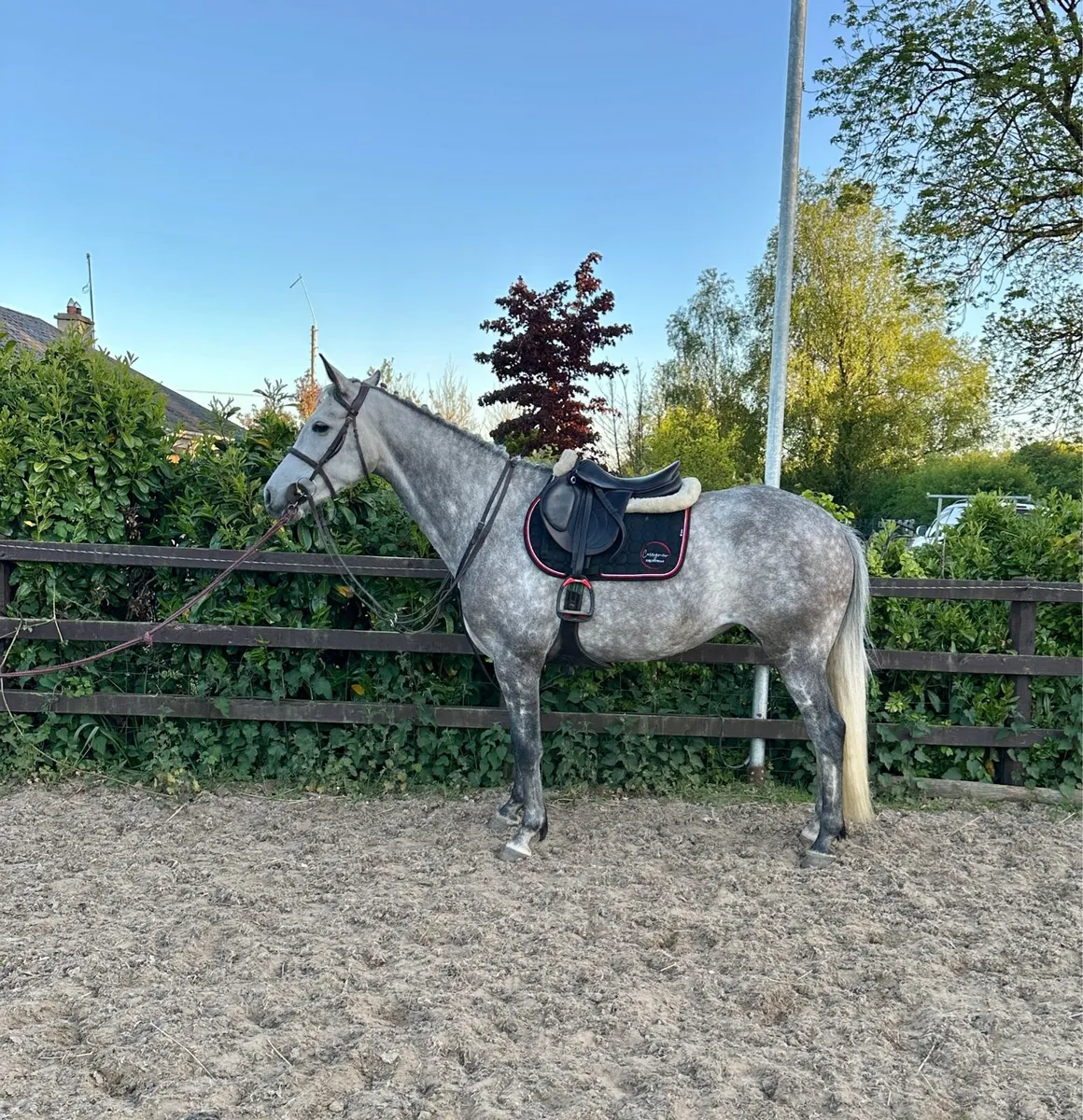 Gorgeous 15.2 7 year old mare - Image 1