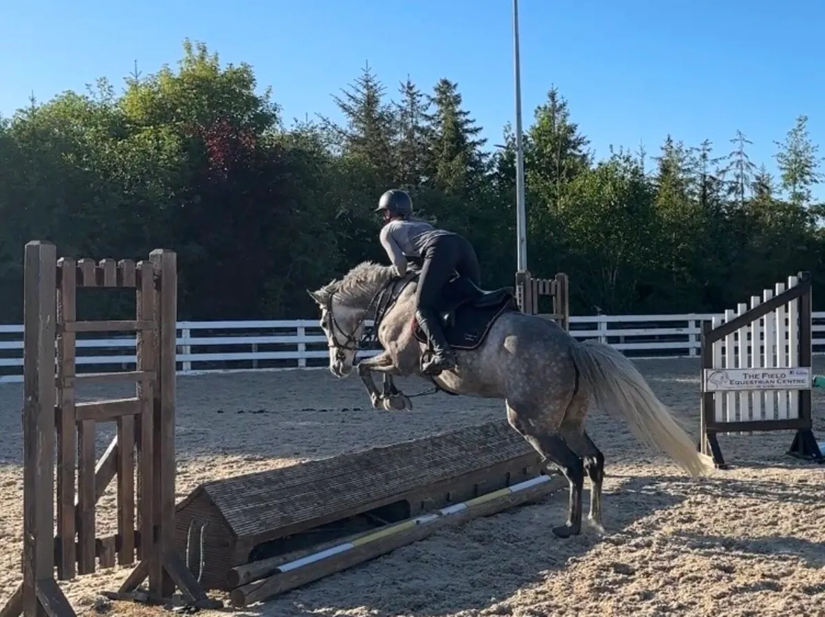 Gorgeous 15.2 7 year old mare - Image 2