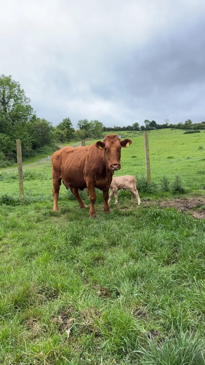 Cow and calf for sale - Image 1