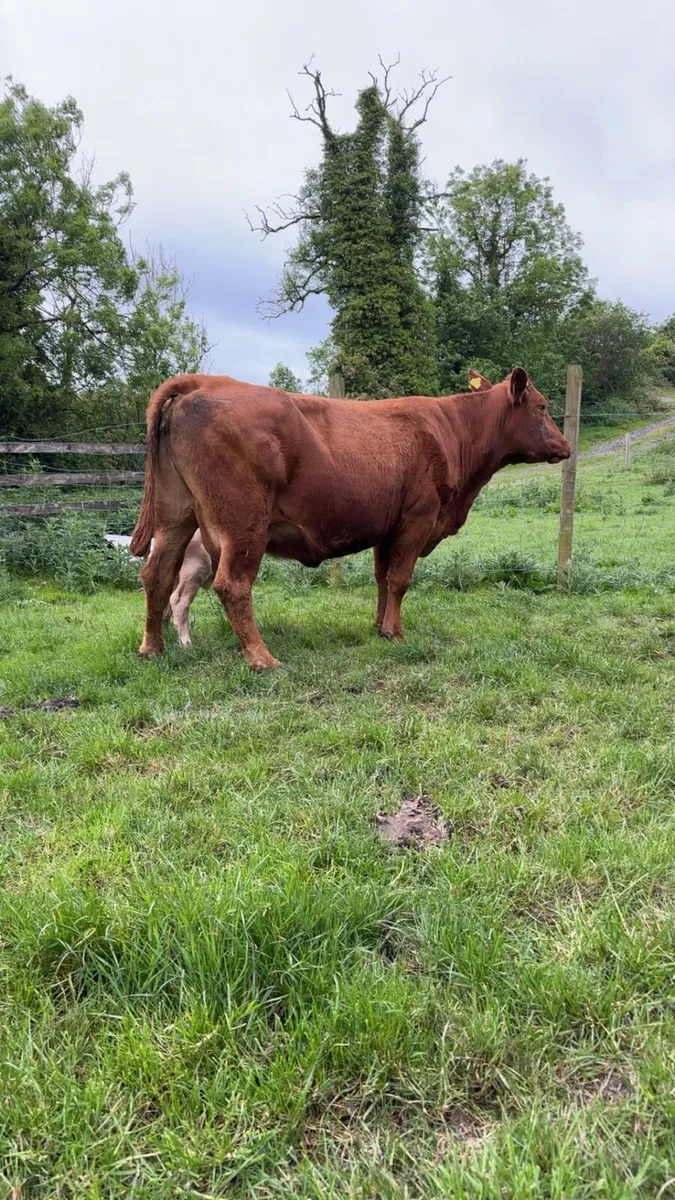 Cow and calf for sale - Image 2