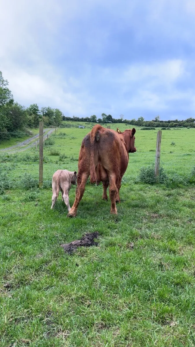 Cow and calf for sale - Image 3
