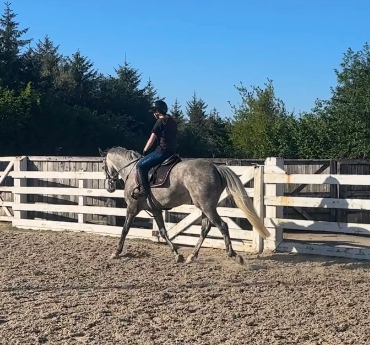 Gorgeous 15.2 7 year old mare - Image 3
