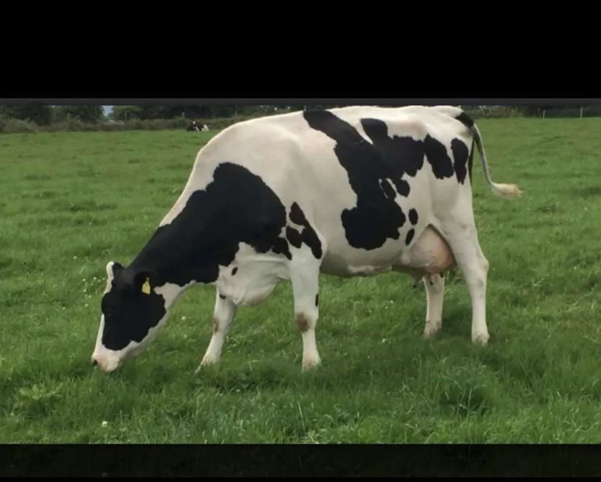 All types of cull cows WANTED