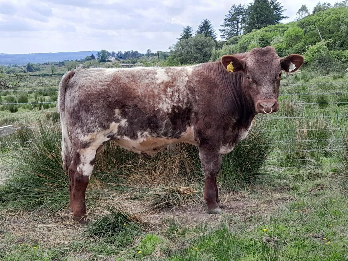 Top Quality 5 Star Roan Shorthorn Bulls For Sale - Image 2