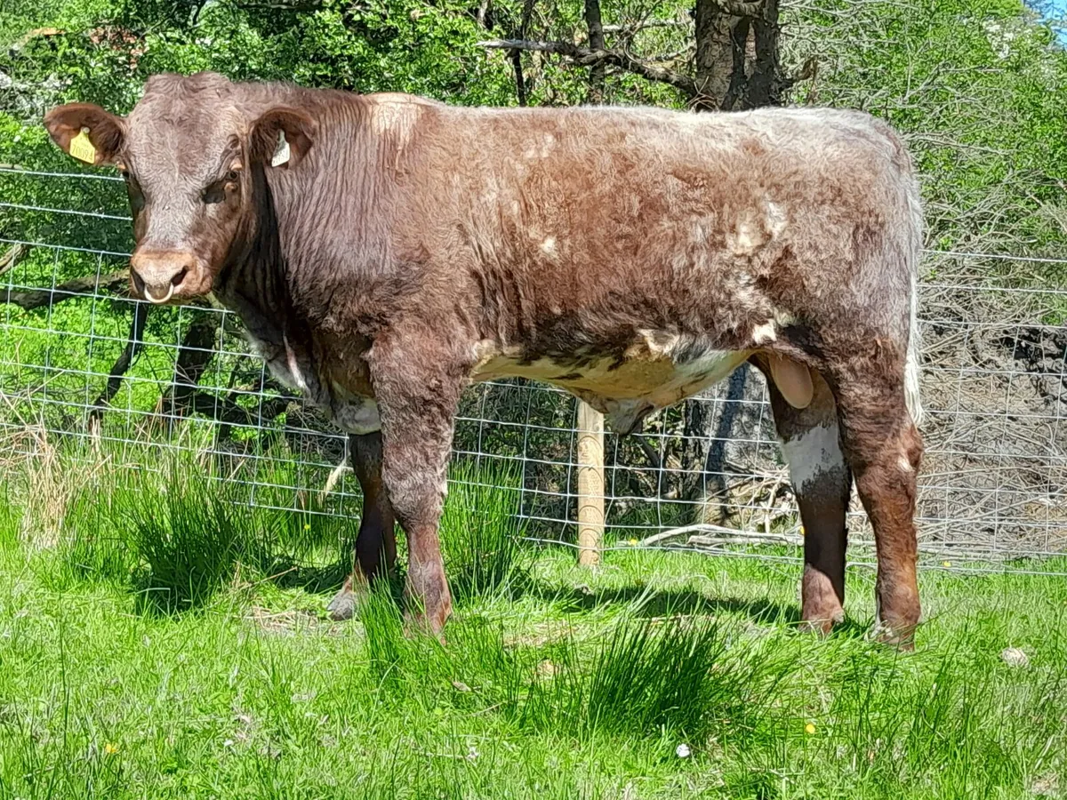 Top Quality 5 Star Roan Shorthorn Bulls For Sale - Image 3