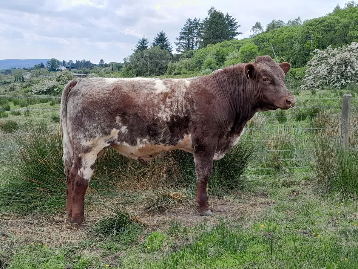 Top Quality 5 Star Roan Shorthorn Bulls For Sale - Image 4