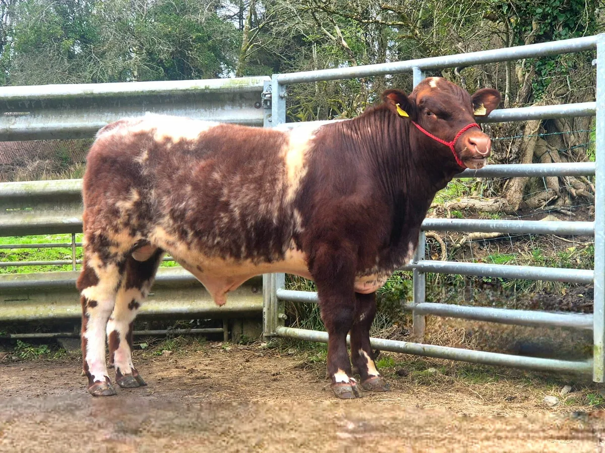 Top Quality 5 Star Roan Shorthorn Bulls For Sale - Image 1