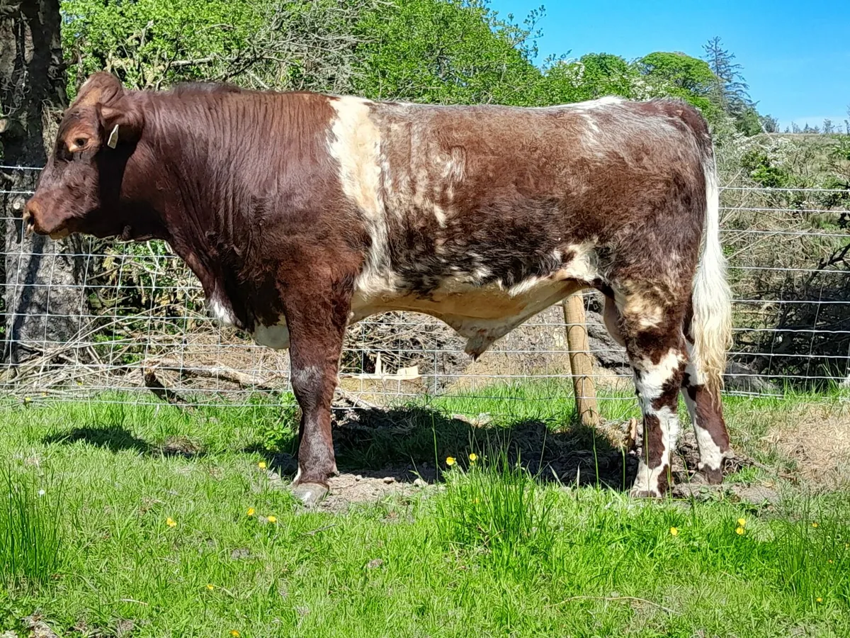 Top Quality 5 Star Roan Shorthorn Bulls For Sale - Image 1