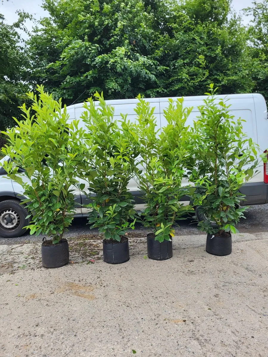 laurel hedging - Image 2