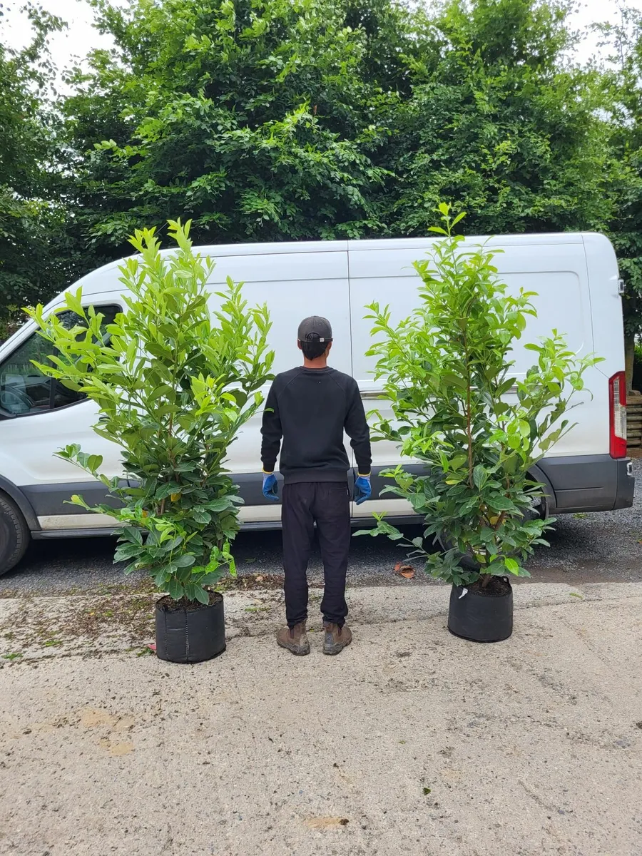 laurel hedging - Image 1