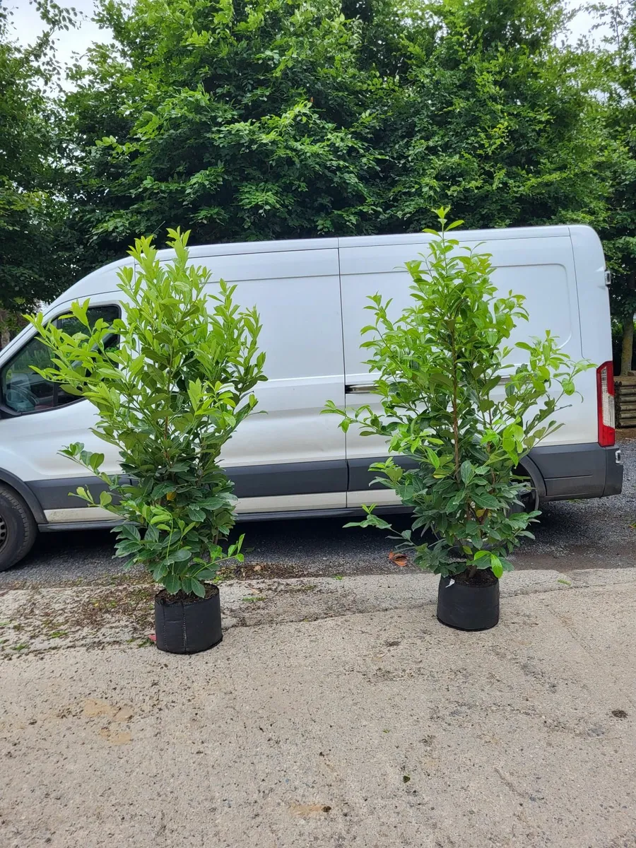 laurel hedging - Image 3