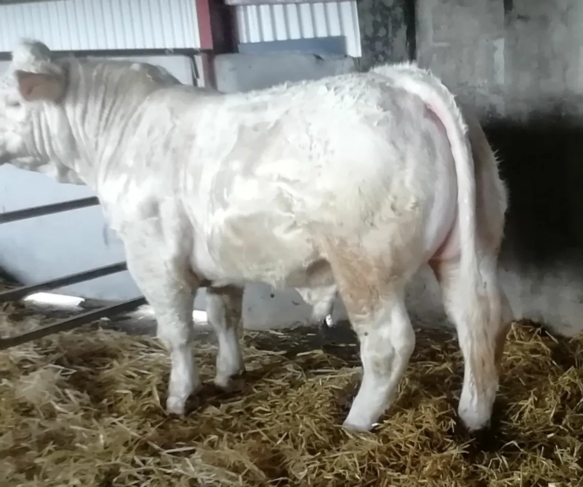 PBR Charolais Bull - Image 1