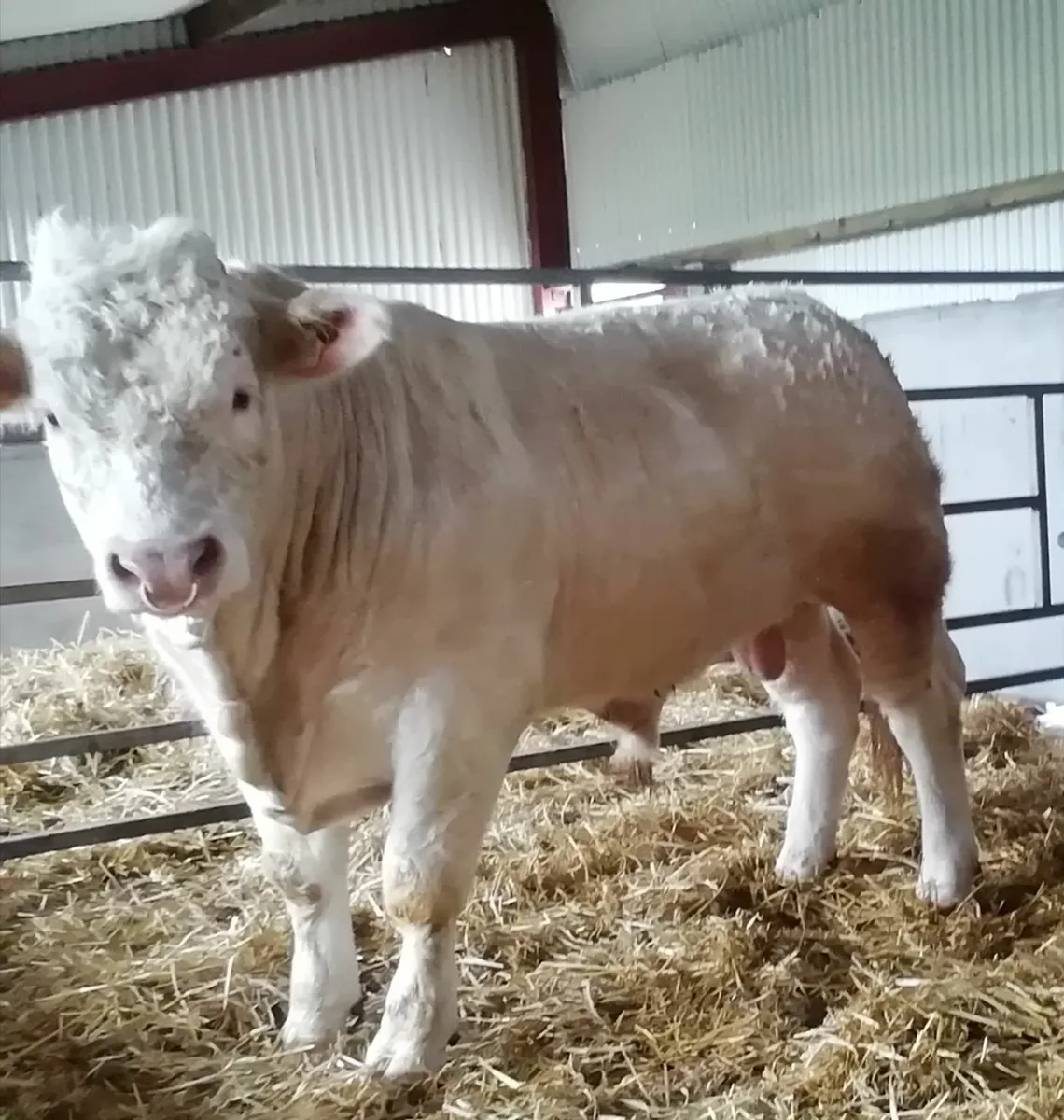 PBR Charolais Bull - Image 2