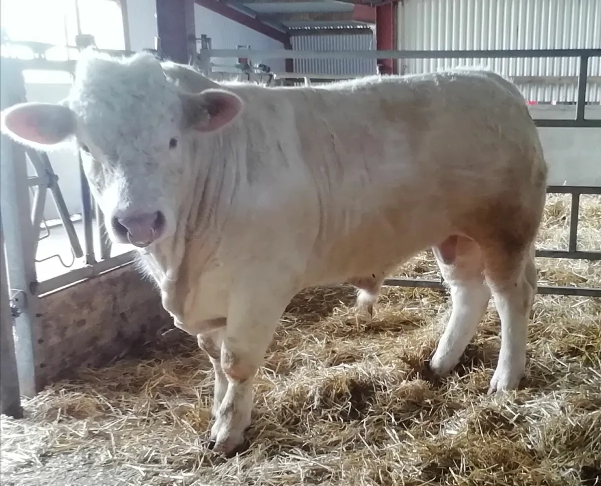 PBR Charolais Bull - Image 3