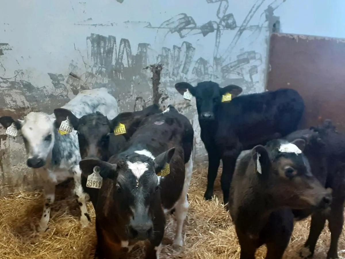 Reared Bull Calves - Image 1
