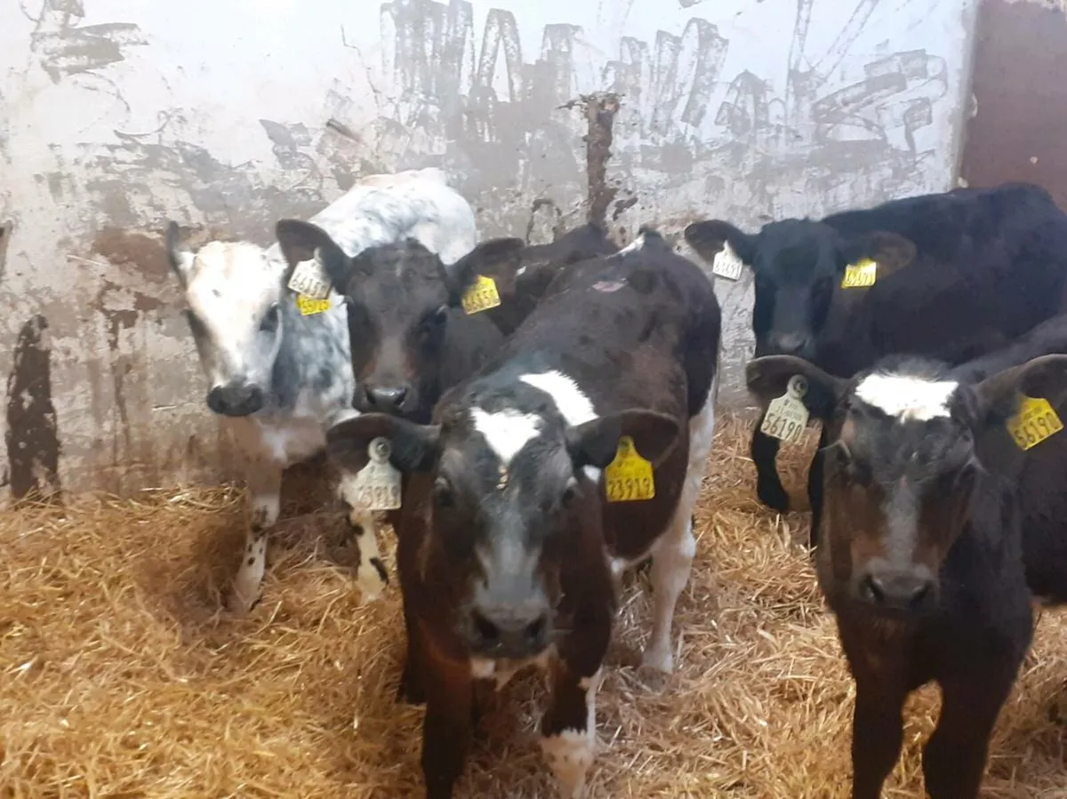 Reared Bull Calves - Image 2