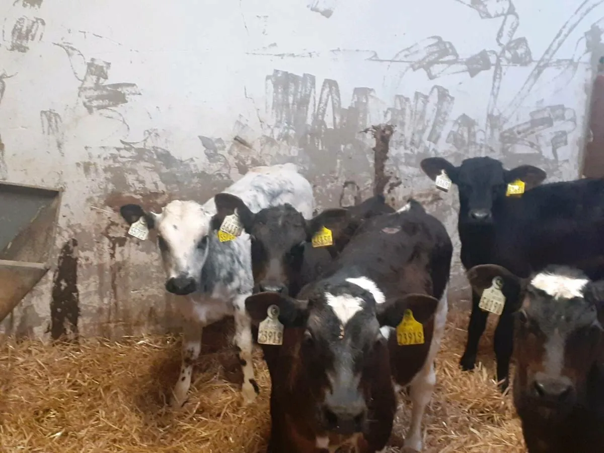 Reared Bull Calves - Image 3