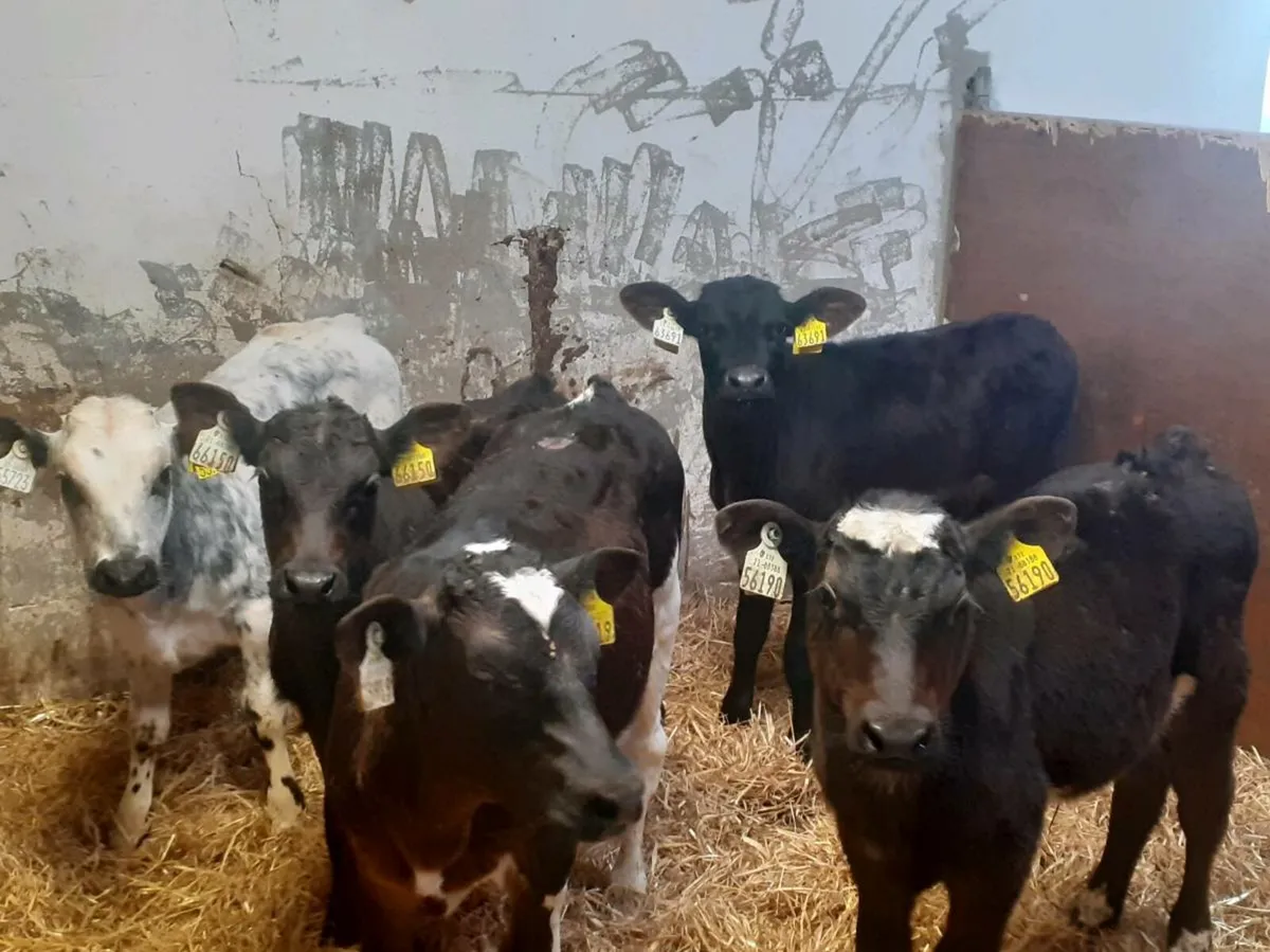 Reared Bull Calves - Image 4