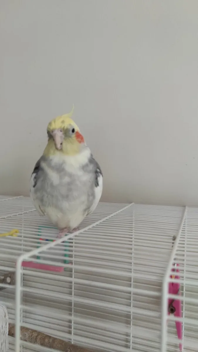Pet - Image 2