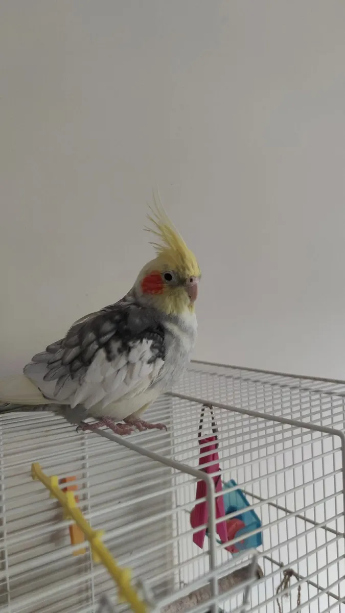 Pet - Image 3