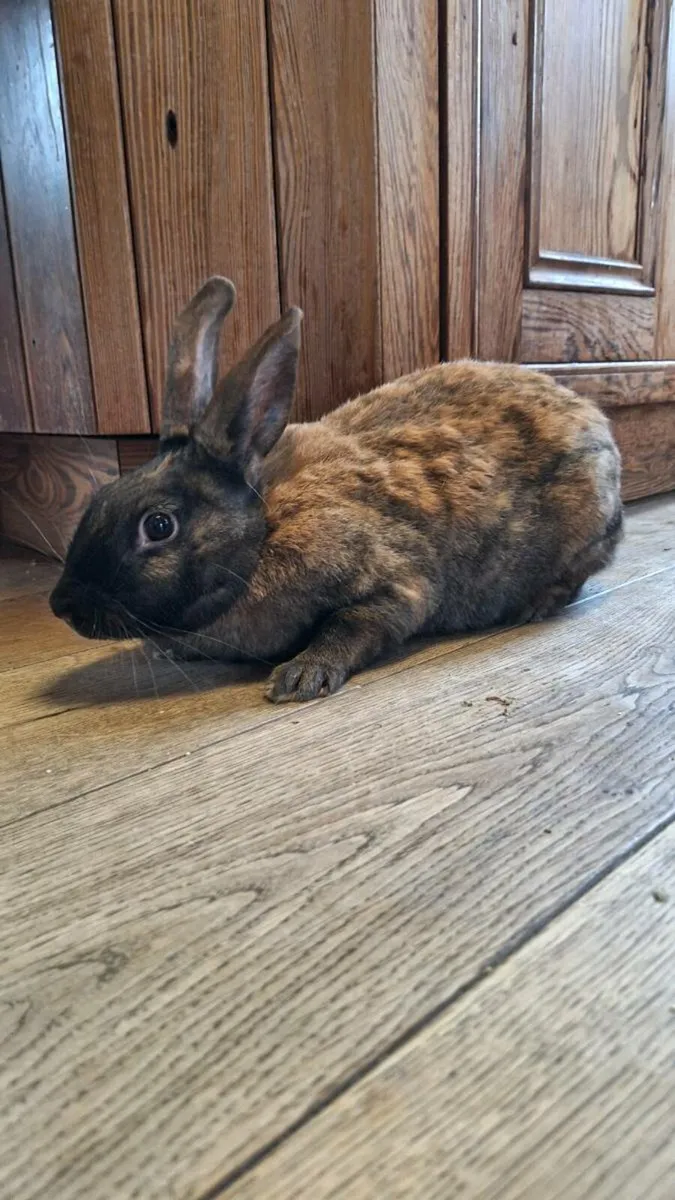 Breeding Rabbits - Image 1