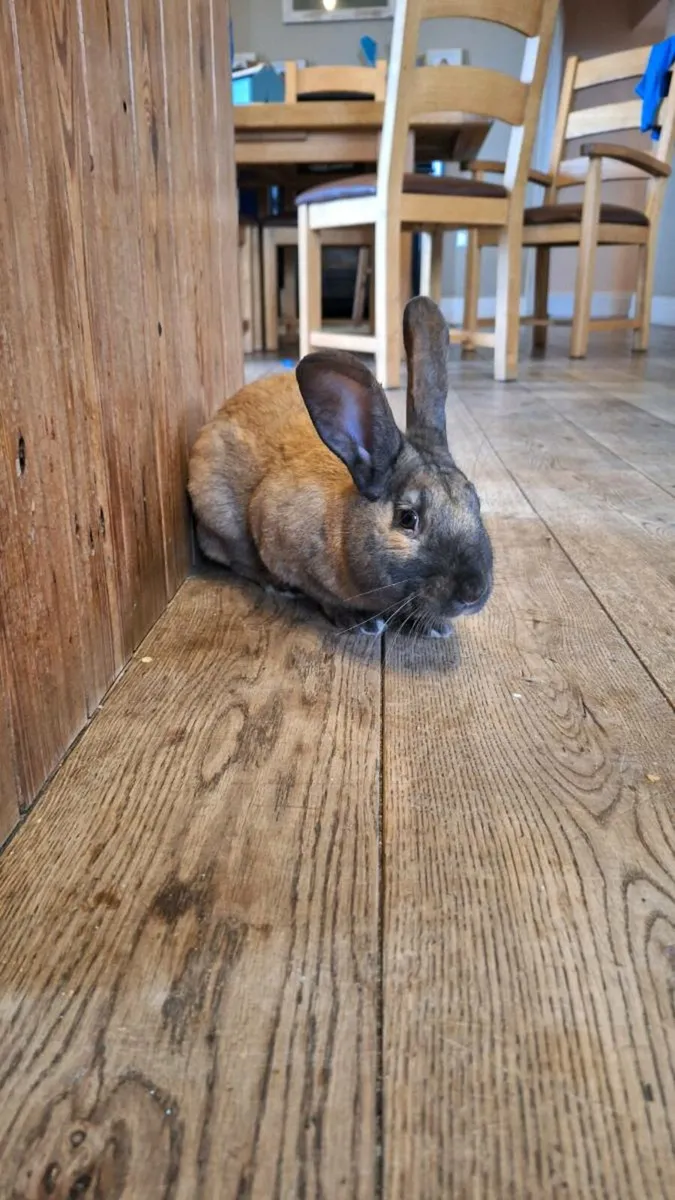 Breeding Rabbits - Image 2