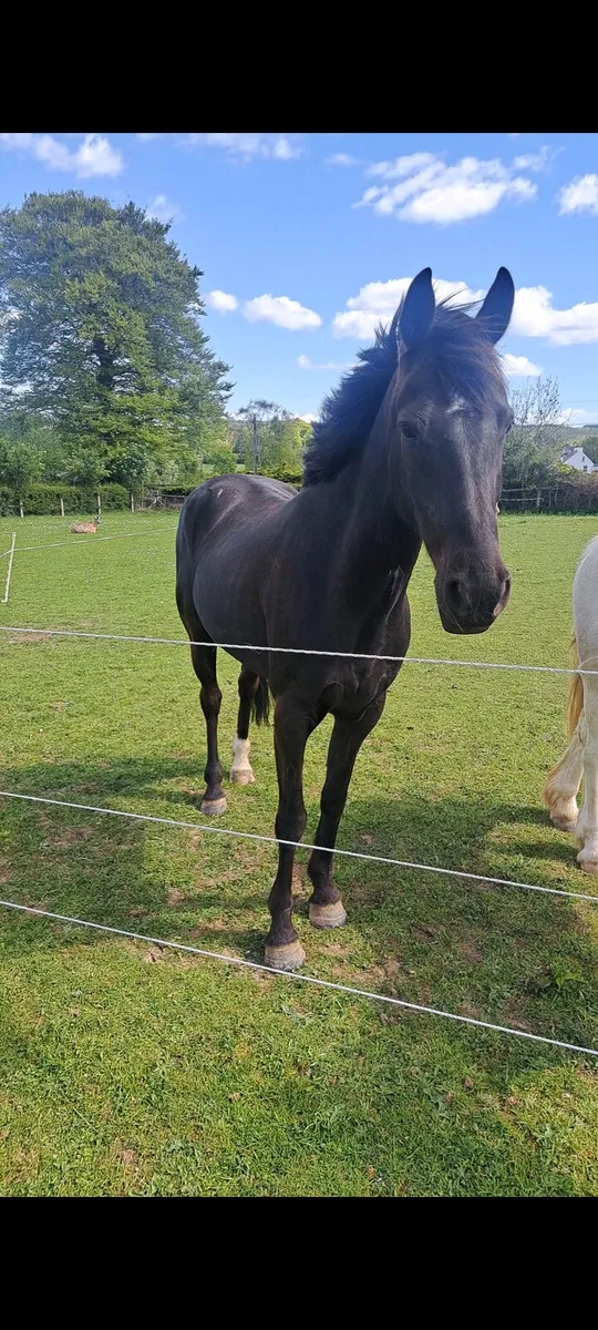14.2 Pony - Image 1