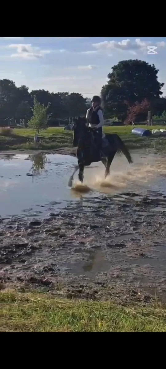 14.2 Pony - Image 2