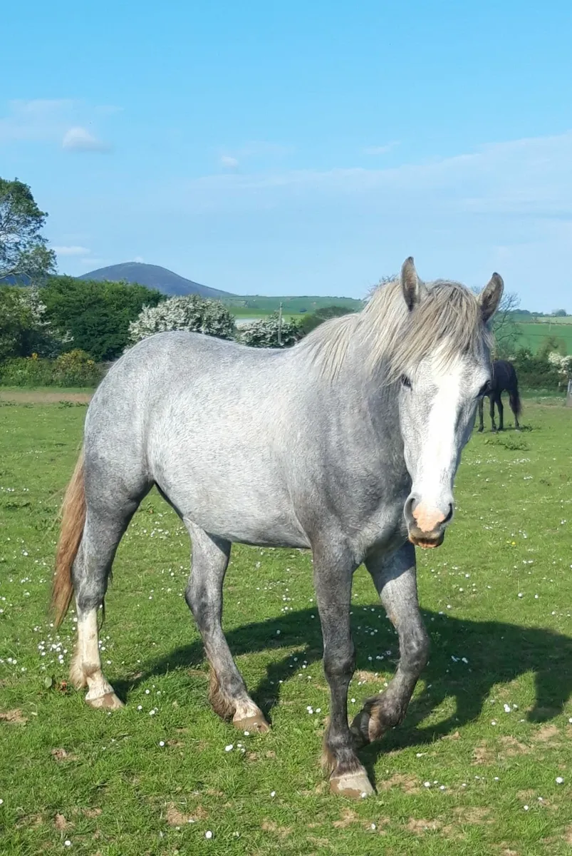 2 Y/O ID. Filly - Image 2