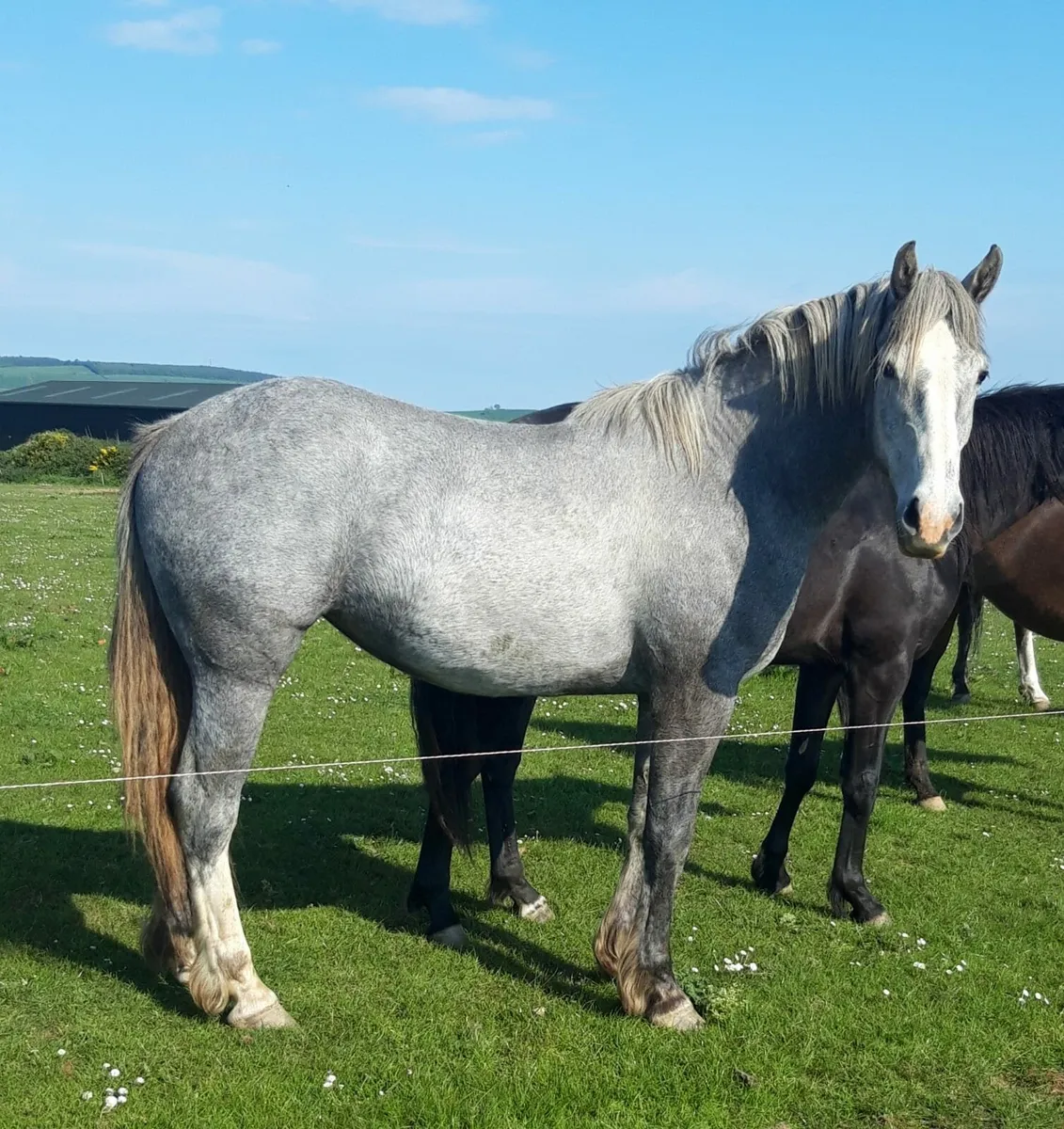 2 Y/O ID. Filly - Image 3