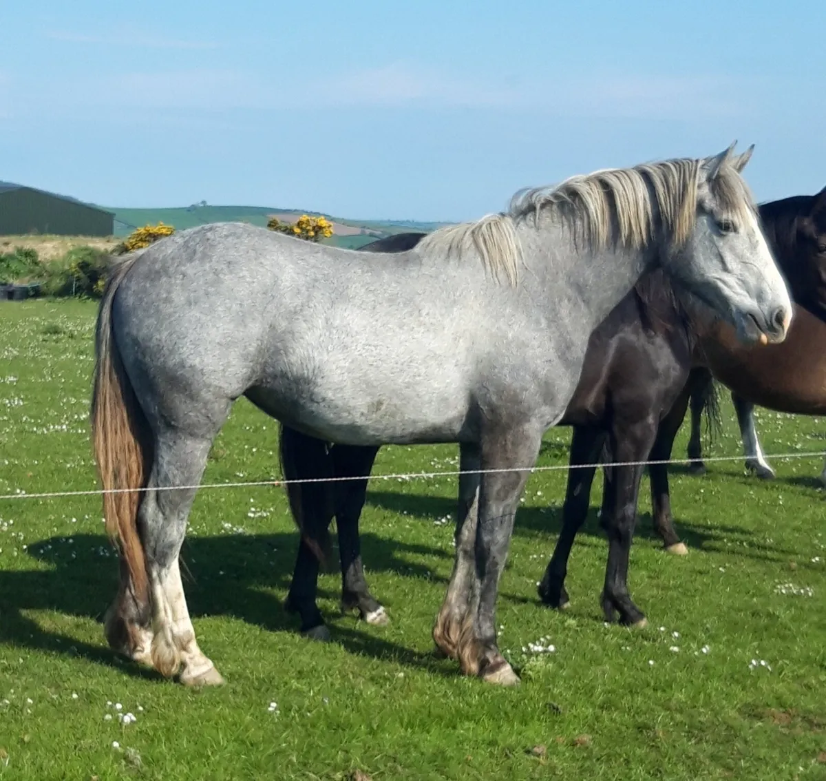 2 Y/O ID. Filly - Image 1
