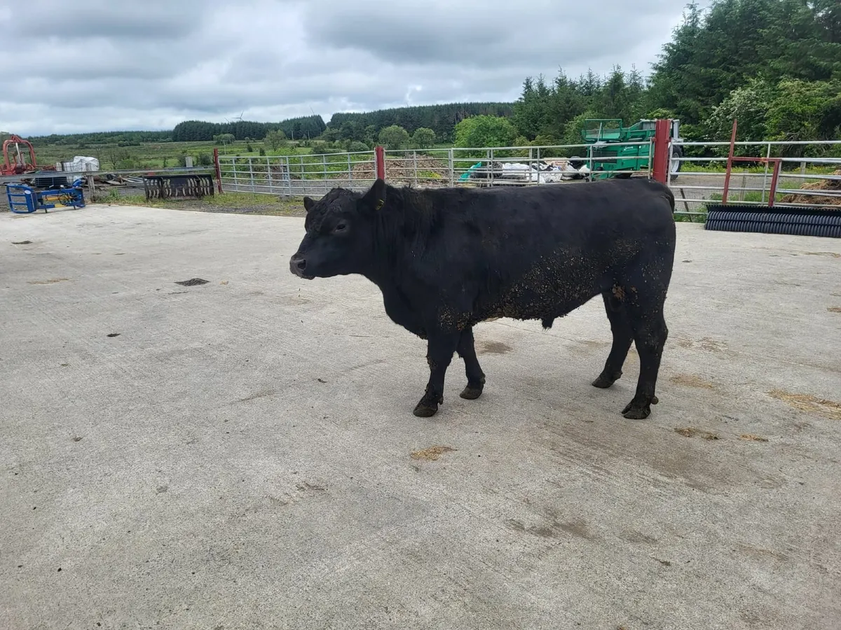 Bulls - Image 2