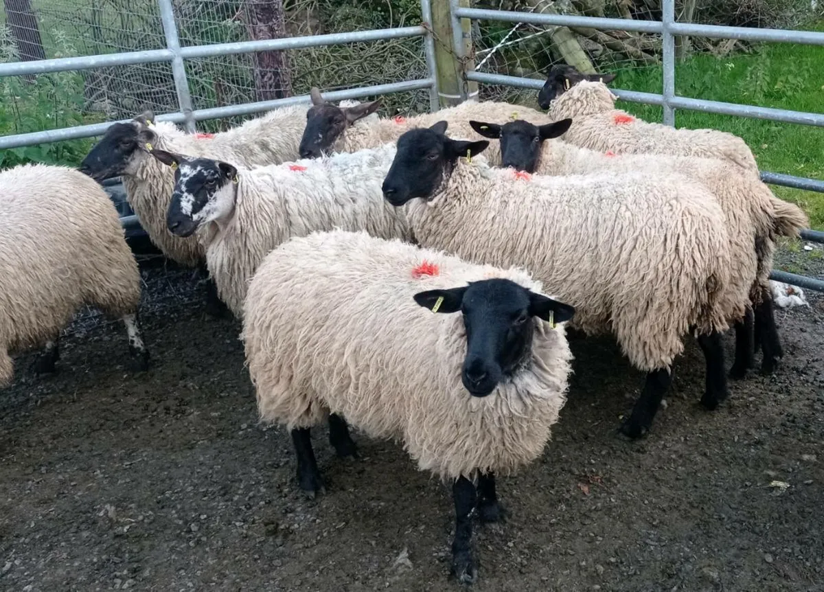 Hogget Ewes - Image 1