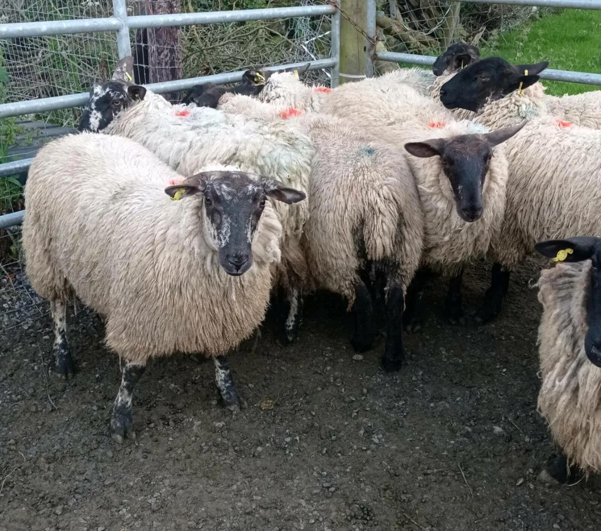 Hogget Ewes - Image 2
