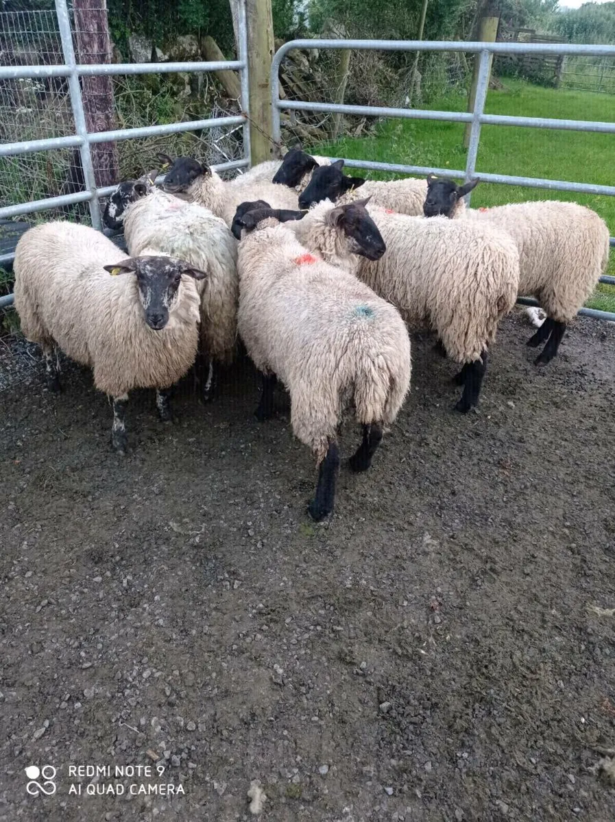 Hogget Ewes - Image 3