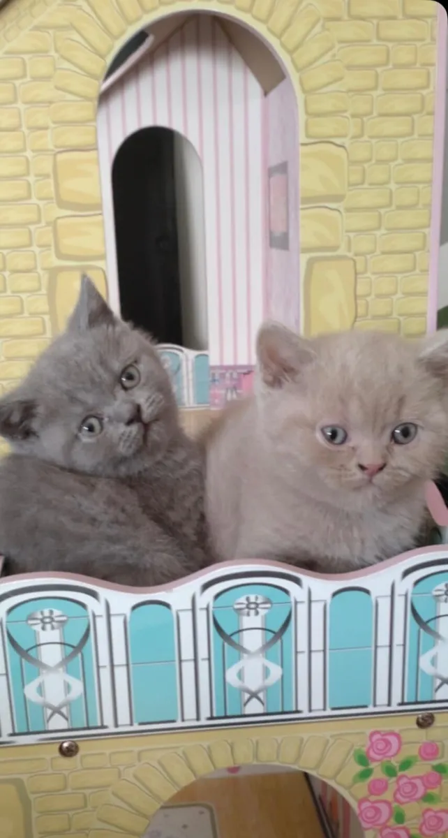 Two British Shorthair Kittens - Image 2