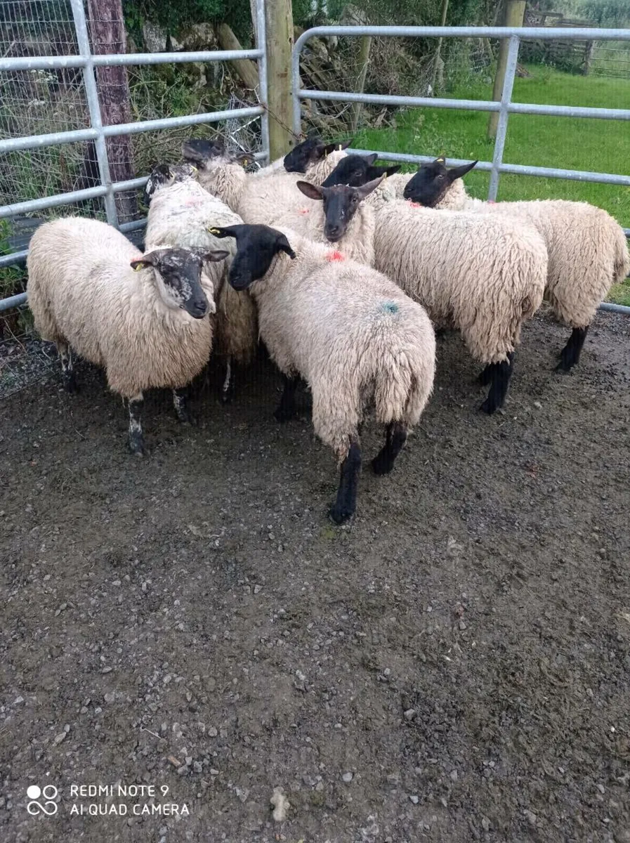 Hogget Ewes - Image 4