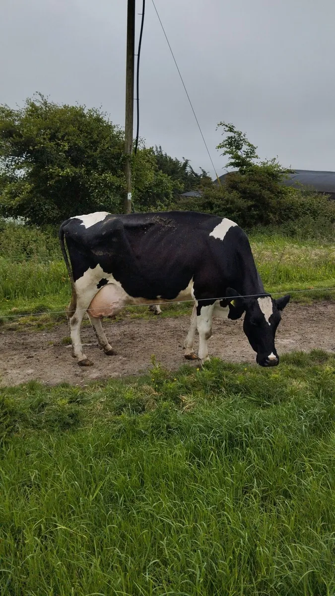2 cows for sale - Image 1