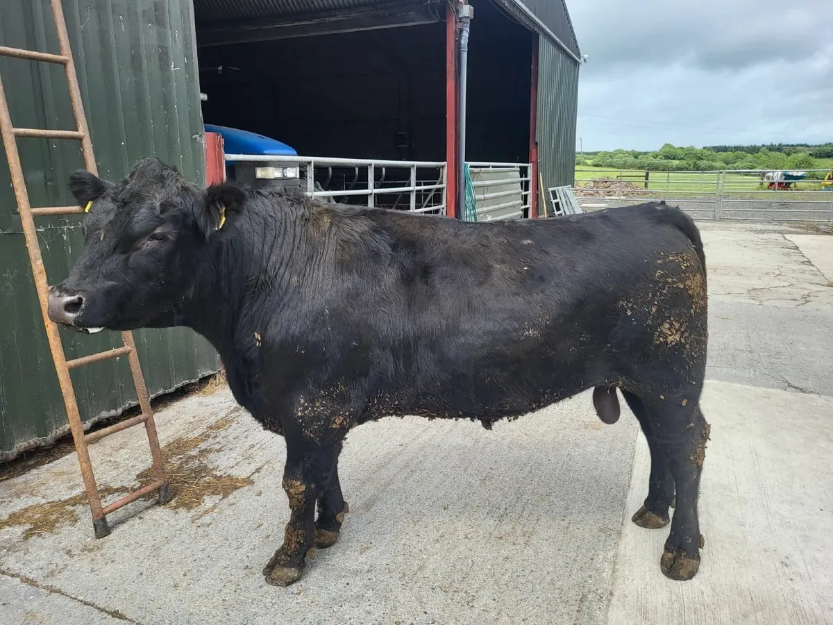 Bulls - Image 1
