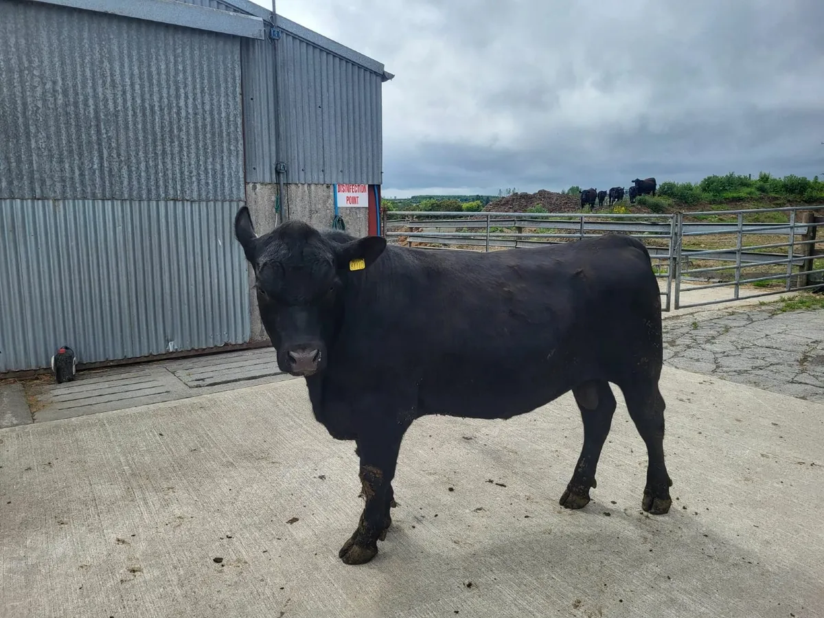 Bulls - Image 3