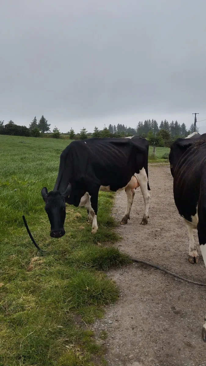2 cows for sale - Image 3