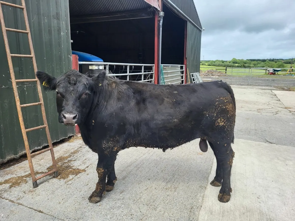 Bulls - Image 4
