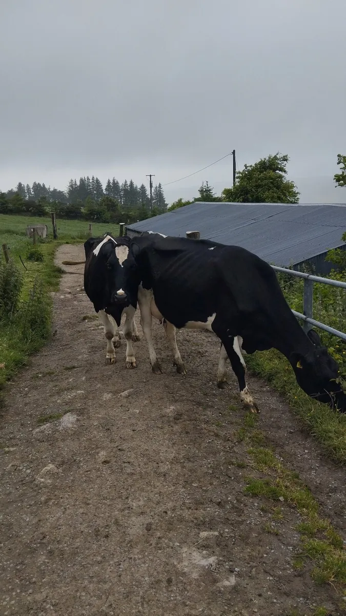 2 cows for sale - Image 4