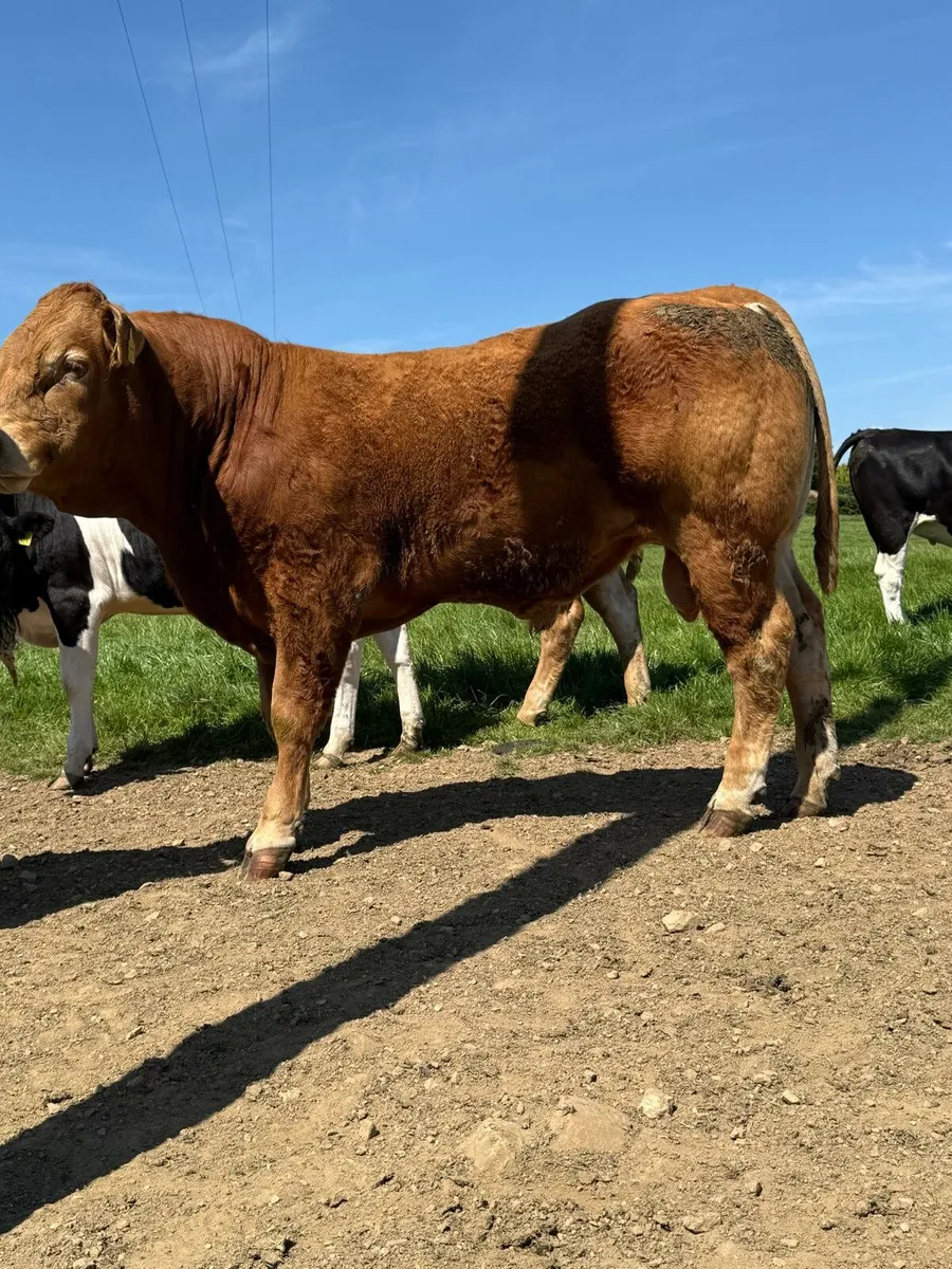 Limousin Bulls - Image 3
