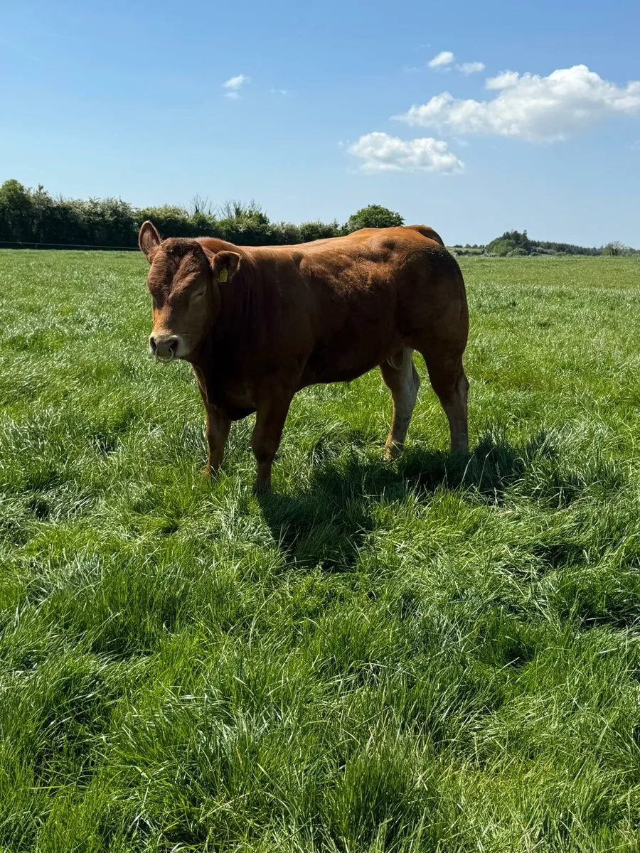 Limousin Bulls - Image 1
